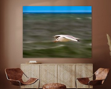 Meeuw van Ronald van de Steeg