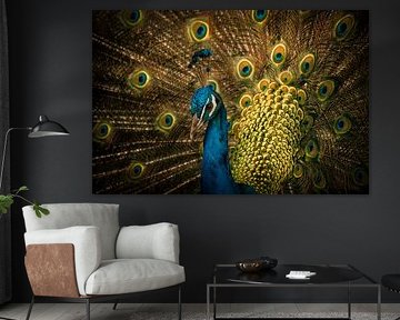 Stolz von Rob van der Wal