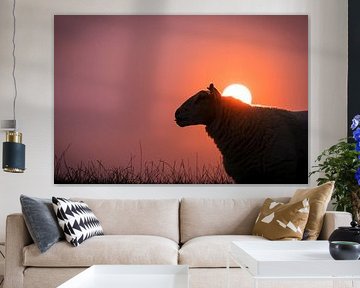 Sunset Sheep by Rob van der Wal