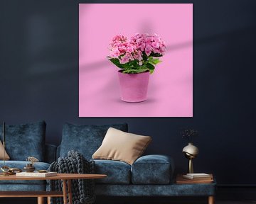 Hortensia dans un pot de fleurs rose sur Nancy Pauwels Photo