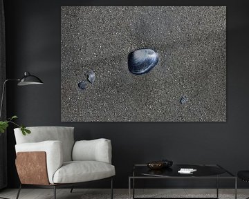 A shell on the beach