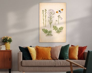 Pinksterbloem en oranjetipje – Ecologisch Herbariumblad van Bert Quaedvlieg