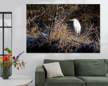 Le héron garde-bœufs se tient au bord d'une mare sur ManfredFotos