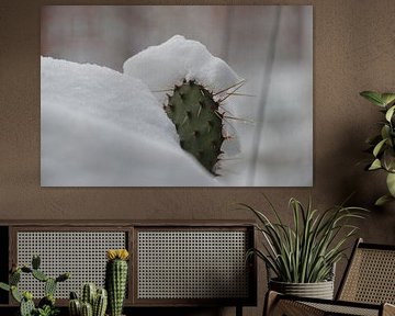 Kakteen im Winter 1 von Detlef Georgi