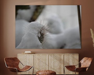 Kakteen im Winter 2 von Detlef Georgi