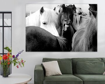 ISLANDPFERDE 1 von Miroslav Ptacek