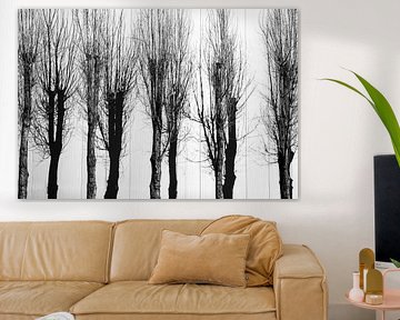 Peupliers et leurs ombres en noir et blanc