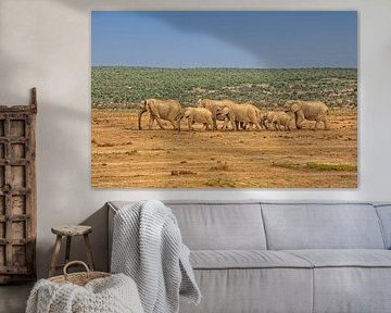 Éléphants d'Afrique en rangée en Afrique du Sud