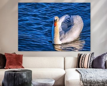 Where the light kisses the feathers by Photoart-Naegele