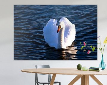 Where the light kisses the feathers by Photoart-Naegele