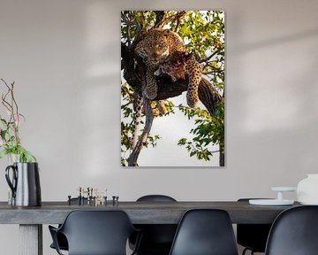 Leopard im Timbavati-Wildreservat, Südafrika