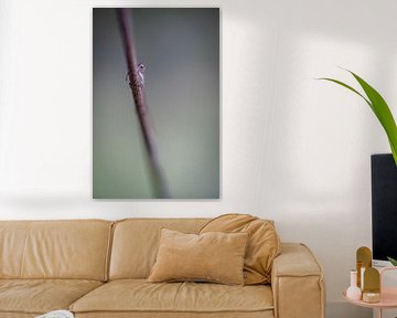 Timide van Elke van Putten