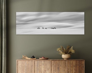 Schafe in einer niederländischen Winterlandschaft von eric van der eijk