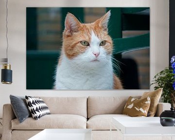 Katze mit königlicher Attitüde von Korayu Photography