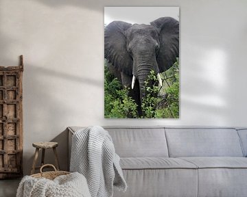 Afrikaanse olifant van LottevD