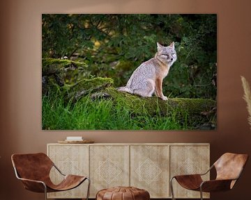 Der Fuchs von Eddy Kievit