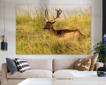 Un daim se reposant dans l'herbe des dunes.