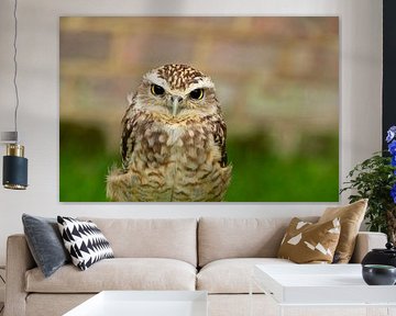 Petite chouette pygmée regardant l'appareil photo