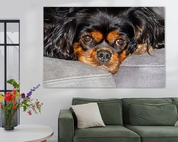 Charmant épagneul royal