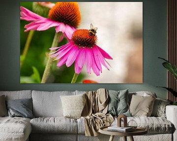 Abeille sur un tournesol.