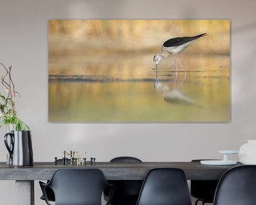 Gorgebleue à miroir ; himantopus himantopus