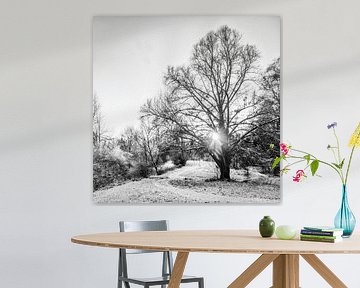 Baum im Winter von Dieter Walther