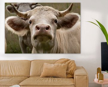 Charolais Koe komt even laten zien wie hier de baas is van Nature thru lens