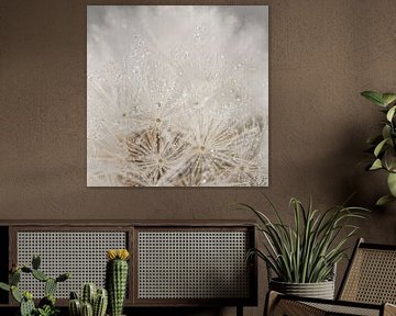 From abstraction to detail: Drops on a Dandelion by Marjolijn van den Berg