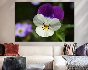 Blanc - Fleur violette d'une violette cornue.