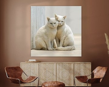 Zwei weiße Katzen voller Liebe und Frieden