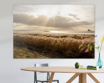 Growing cattail on the floodplain of the Western Scheldt. by AdWF