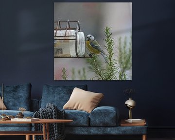 Pimpelmees kijkt recht in camera. van Huub de Bresser