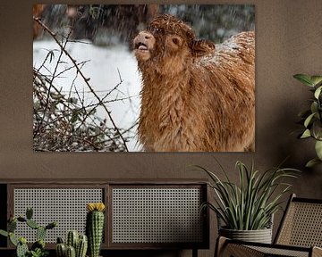 Scottish Highlander Calf 