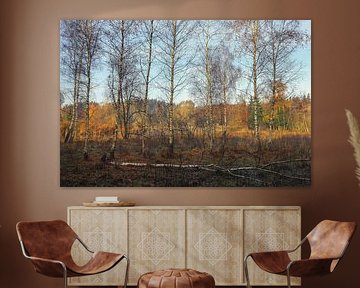 Birch trees on the banks of the Schwackenreuter lakes near Mühlingen