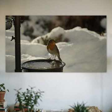 Roodborstje in de sneeuw