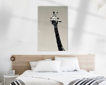 Giraffe von NoirLight