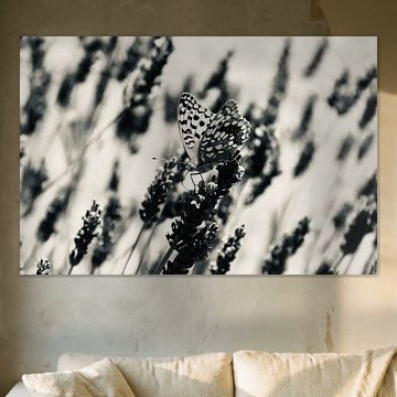 Schmetterling in Schwarz und Weiß