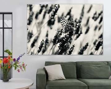 Butterfly in black and white by NoirLight