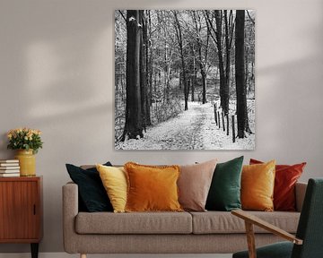 Kluisbos, Verschneite Waldlandschaft, Belgien von Imladris Images