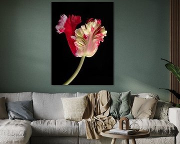 Parrot Tulip spring van Anjo Kan