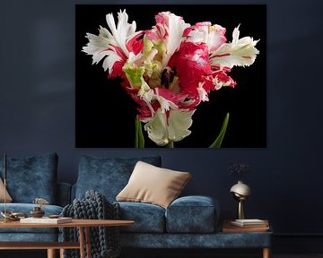 Parrot Tulip red and white van Anjo Kan