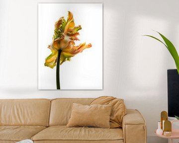 Parrot Tulip orange back van Anjo Kan