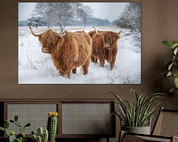 Scottish Highlanders in the snow by Coby Bergsma