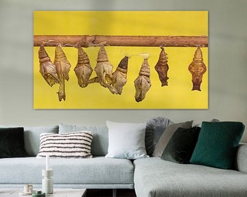 Poppen willen vlinder worden.