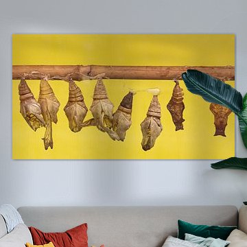 Poppen willen vlinder worden.