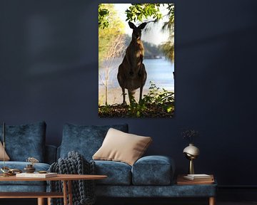 kangaroo on beach mackay, north queensland, australia