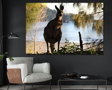 kangaroo on beach mackay, north queensland, australia