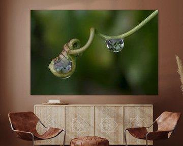 Drops in a passion flower