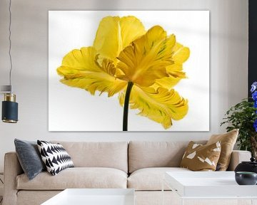 Parrot Tulip yellow back