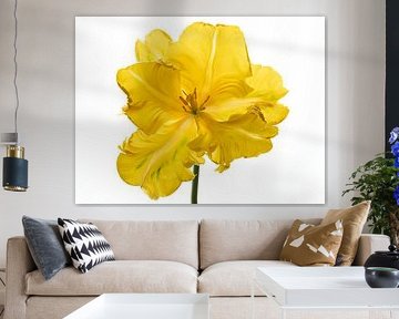 Parrot Tulip yellow front